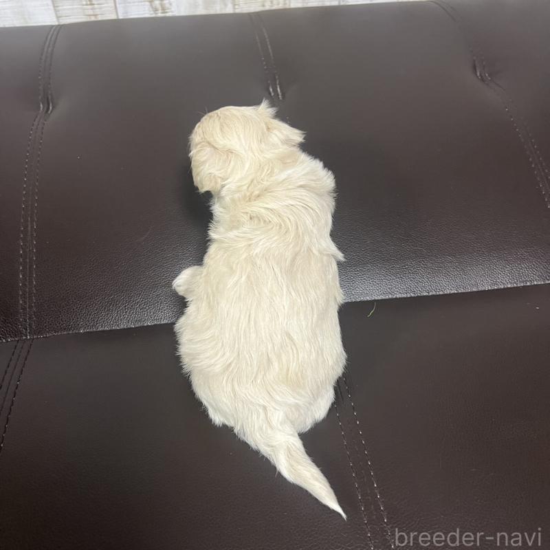 販売中の三重県のマルプー:マルチーズ×トイプードル-445081の3枚目