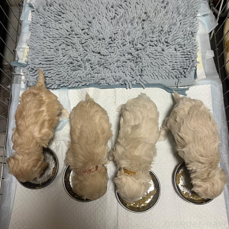 販売中の三重県のマルプー:マルチーズ×トイプードル-445081の2枚目