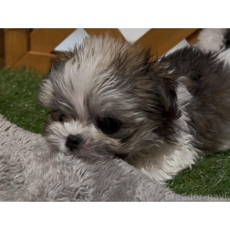 成約済の沖縄県のチワマル:チワワ×マルチーズ-445082の2枚目