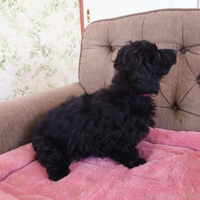 商談中の埼玉県のダップー:ミニチュアダックスフンド×トイプードル-429289の4枚目