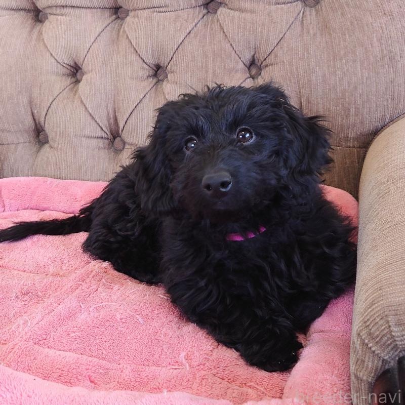 商談中の埼玉県のダップー:ミニチュアダックスフンド×トイプードル-429289の3枚目