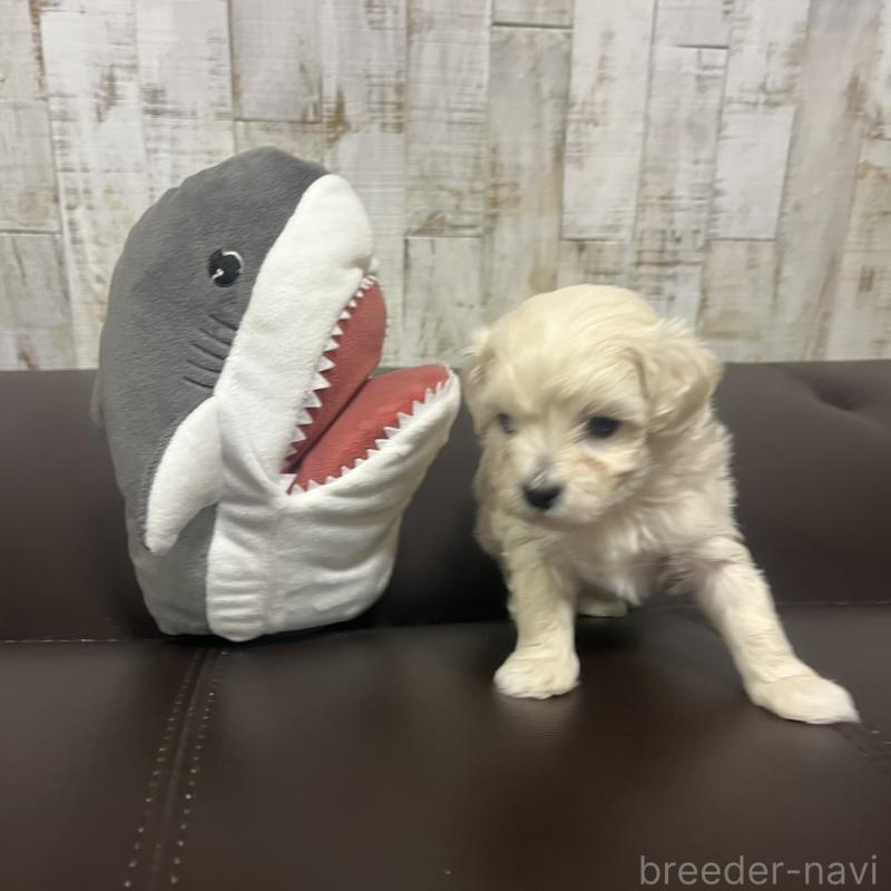 販売中の三重県のマルプー:マルチーズ×トイプードル-445084