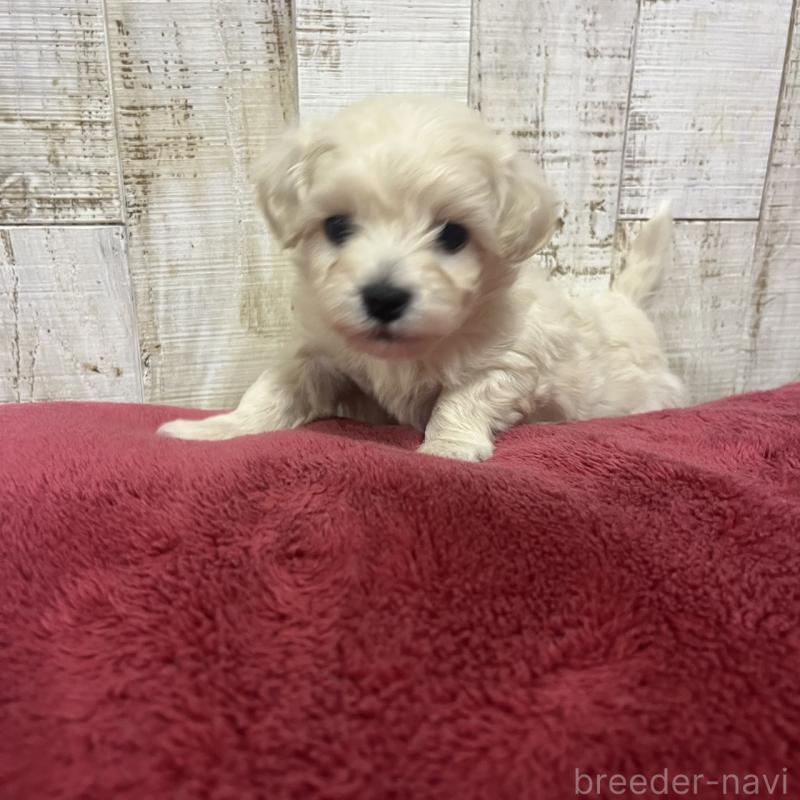 販売中の三重県のマルプー:マルチーズ×トイプードル-445084の6枚目