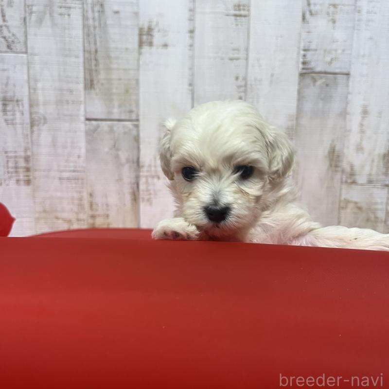 販売中の三重県のマルプー:マルチーズ×トイプードル-445084の5枚目
