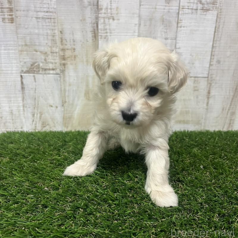 販売中の三重県のマルプー:マルチーズ×トイプードル-445084の4枚目