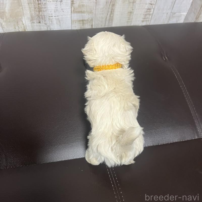販売中の三重県のマルプー:マルチーズ×トイプードル-445084の3枚目
