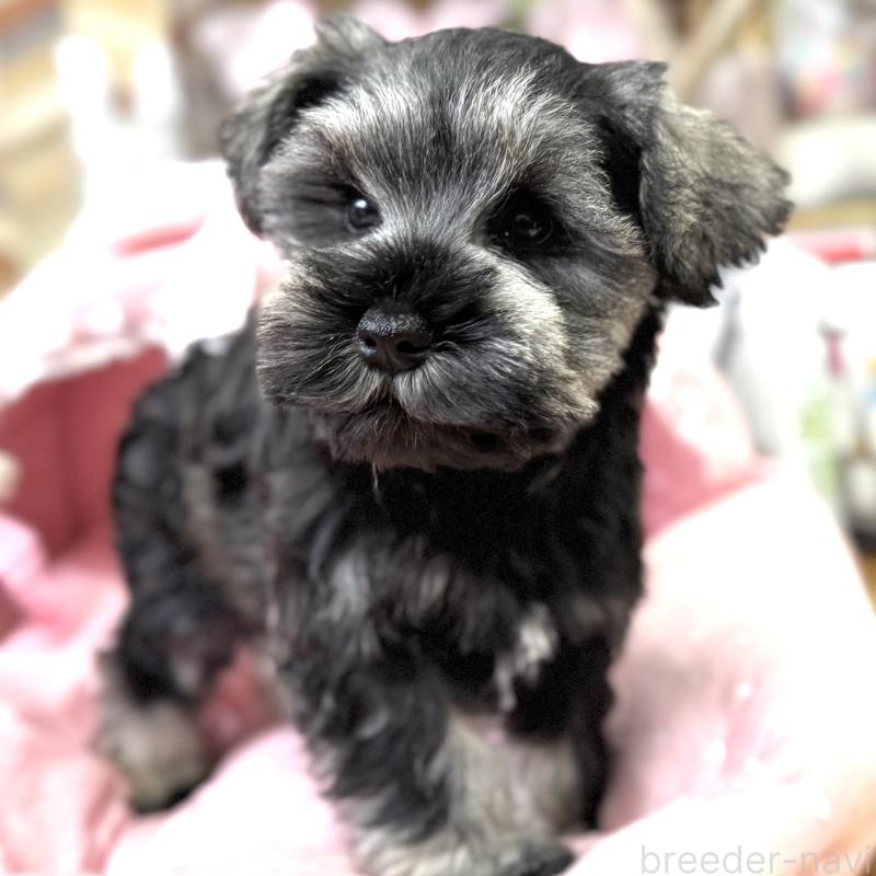 販売中の大阪府のミニチュアシュナウザー-445087の8枚目