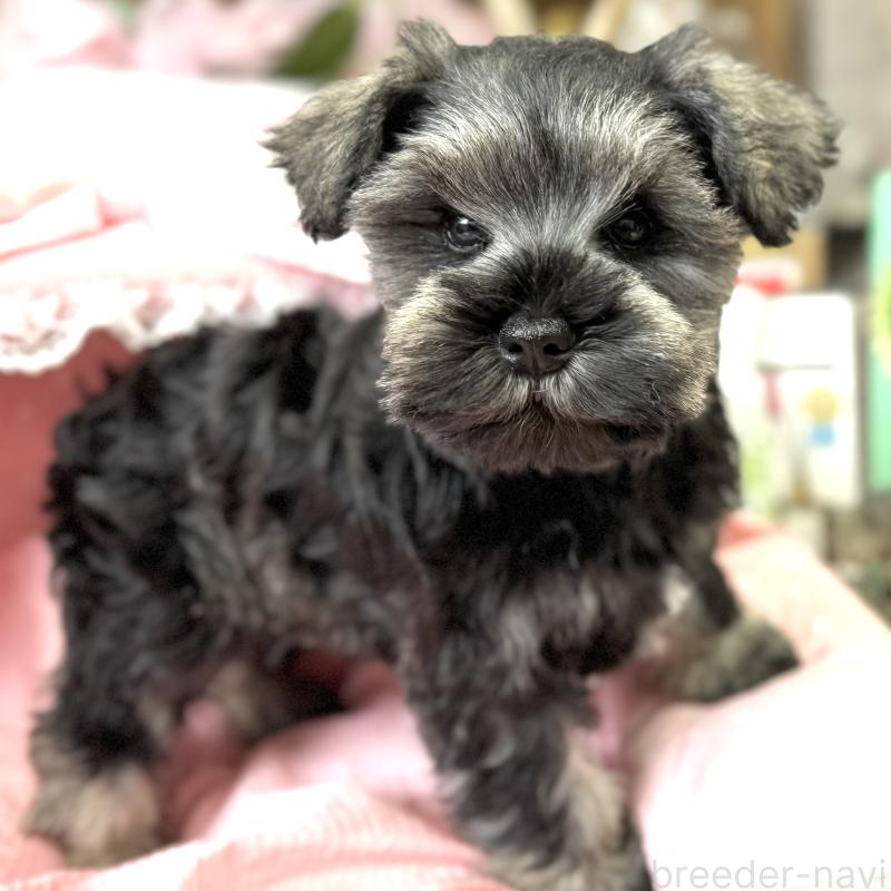 販売中の大阪府のミニチュアシュナウザー-445087の7枚目