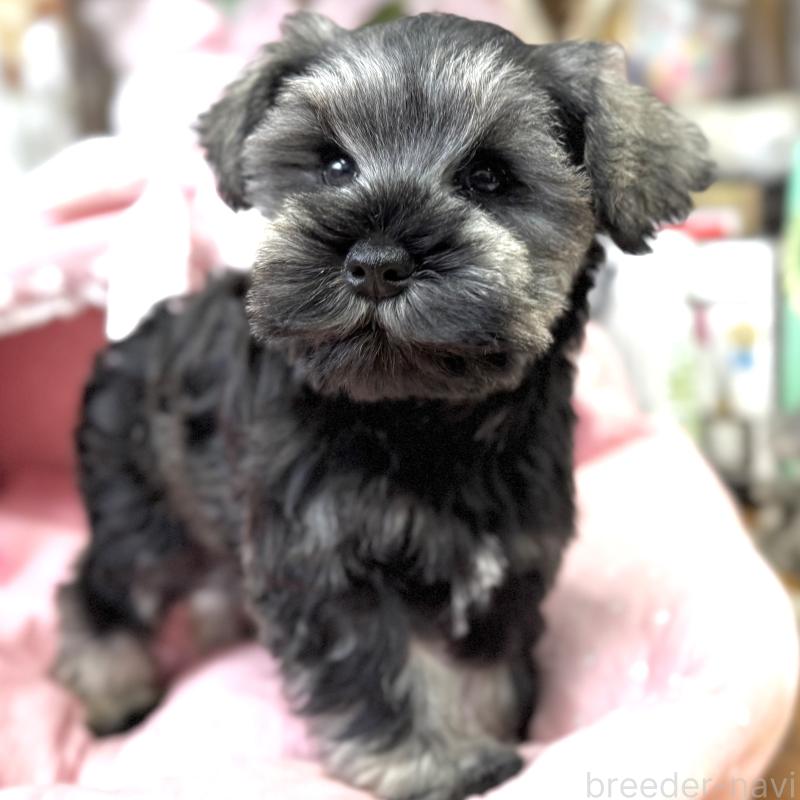 販売中の大阪府のミニチュアシュナウザー-445087の6枚目