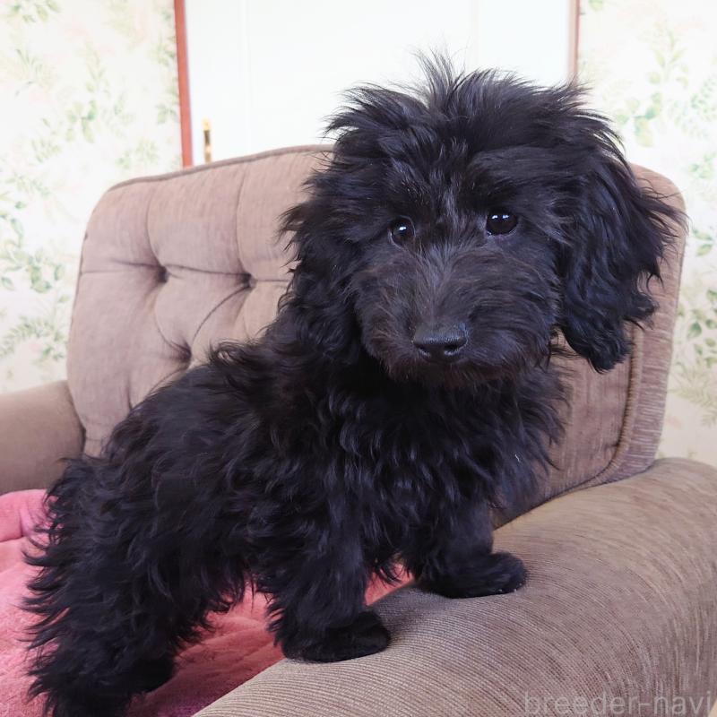 販売中の埼玉県のダップー:ミニチュアダックスフンド×トイプードル-429286