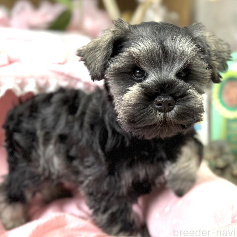 販売中の大阪府のミニチュアシュナウザー-445087の5枚目