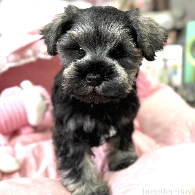 販売中の大阪府のミニチュアシュナウザー-445087の4枚目