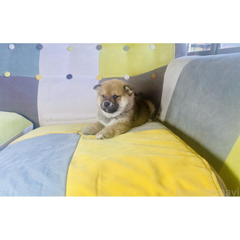 販売中の静岡県の豆柴-445088の5枚目