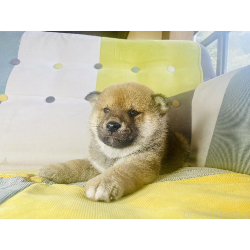 販売中の静岡県の豆柴-445088の4枚目