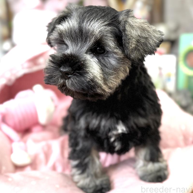 販売中の大阪府のミニチュアシュナウザー-445087の2枚目