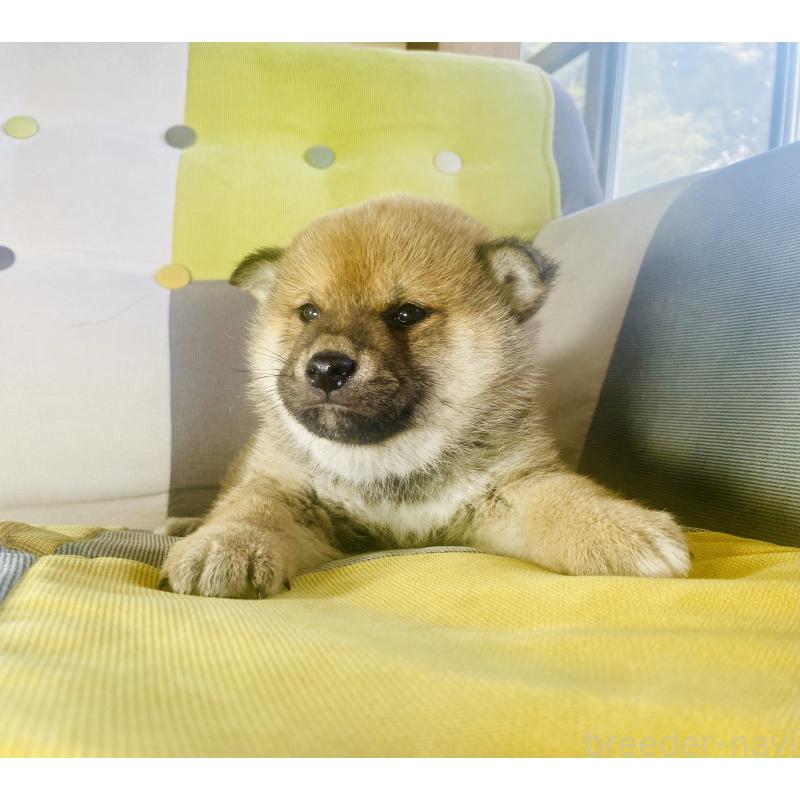 販売中の静岡県の豆柴-445088の3枚目