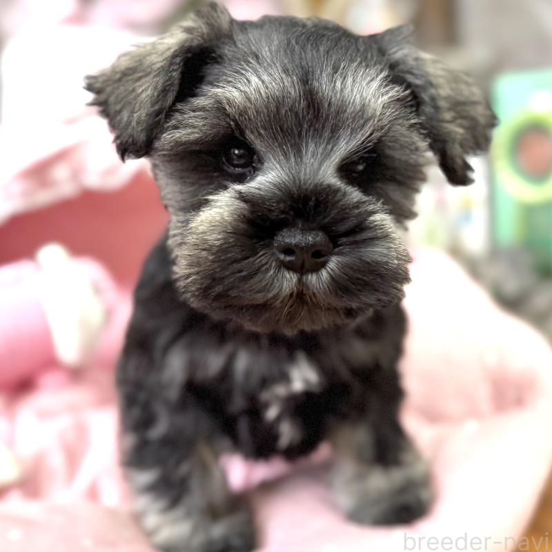 販売中の大阪府のミニチュアシュナウザー-445087