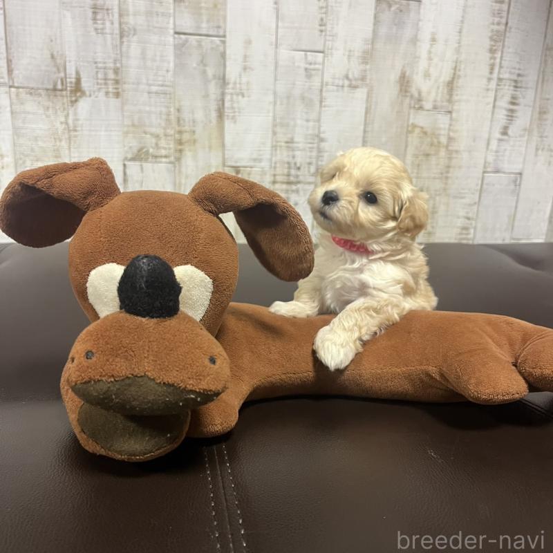 販売中の三重県のマルプー:マルチーズ×トイプードル-445086の1枚目