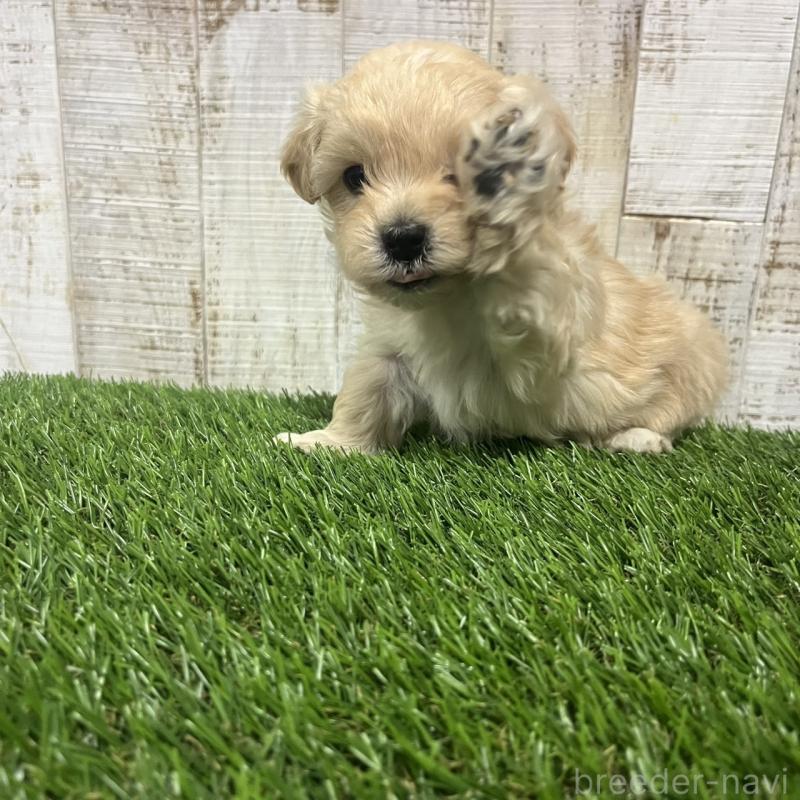 販売中の三重県のマルプー:マルチーズ×トイプードル-445086の5枚目