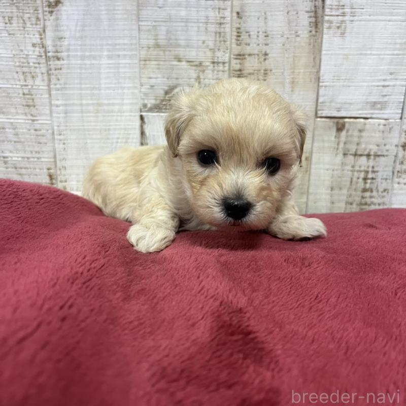 販売中の三重県のマルプー:マルチーズ×トイプードル-445086の4枚目