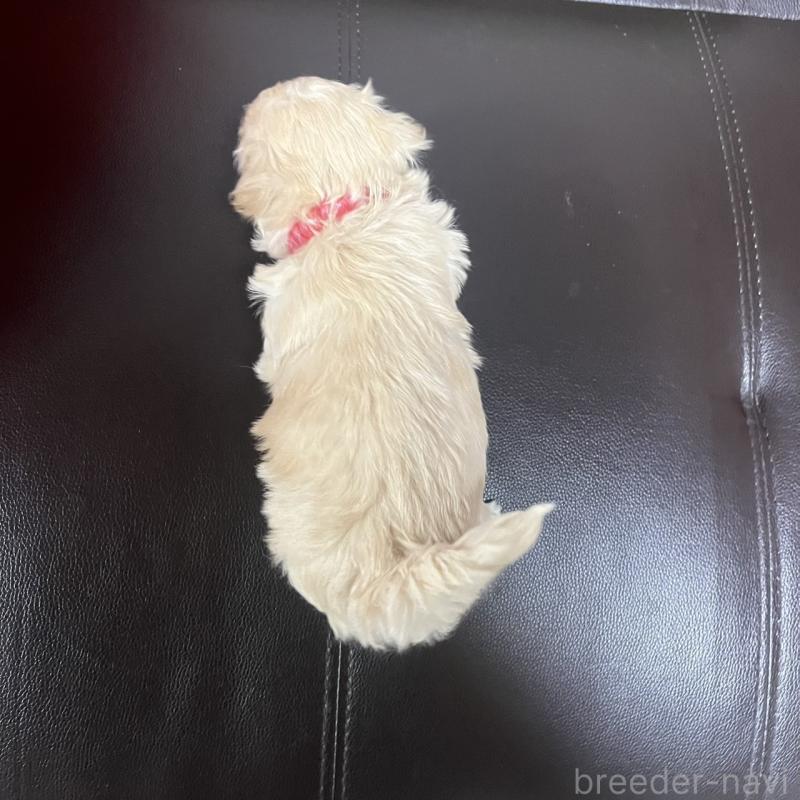 販売中の三重県のマルプー:マルチーズ×トイプードル-445086の3枚目