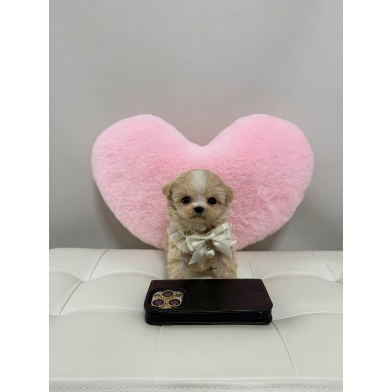 販売中の埼玉県のマルプー:マルチーズ×トイプードル-445091の4枚目