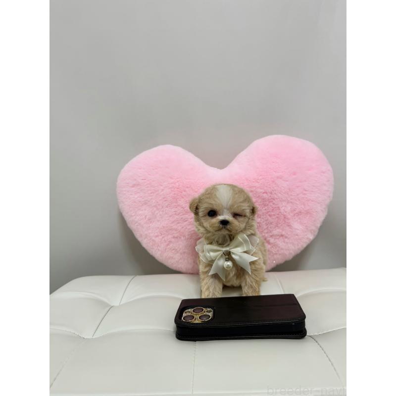 販売中の埼玉県のマルプー:マルチーズ×トイプードル-445091の3枚目