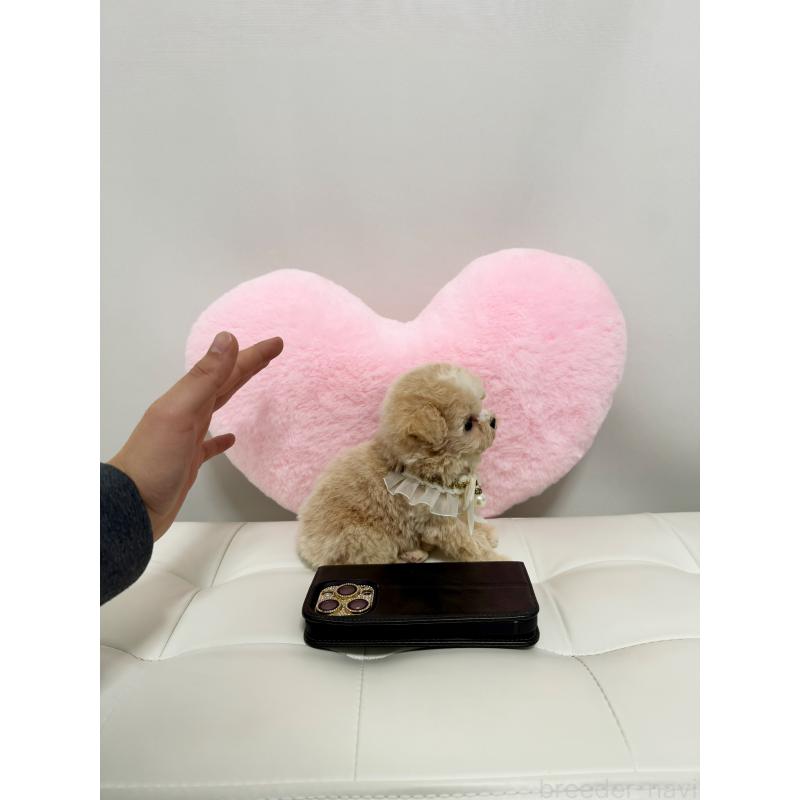 販売中の埼玉県のマルプー:マルチーズ×トイプードル-445091の2枚目