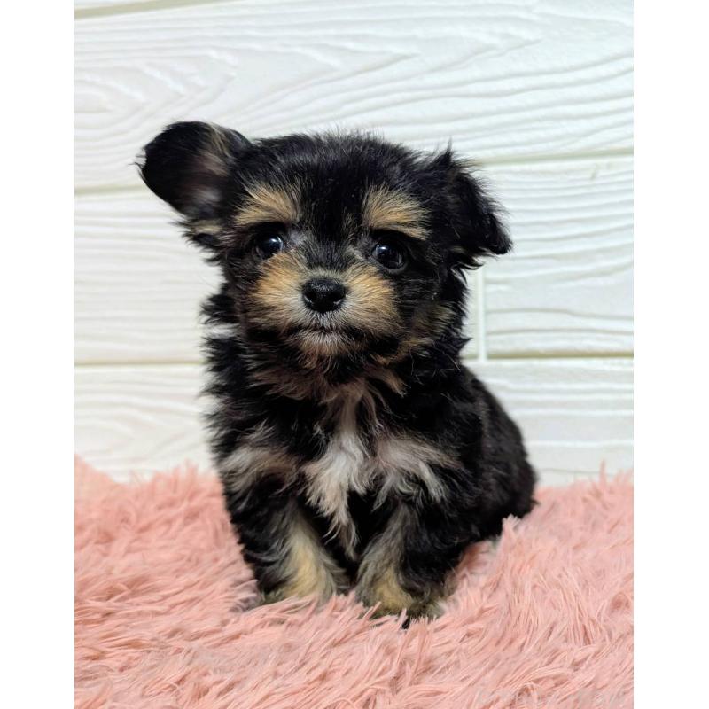 販売中の宮崎県のミックス犬-445093の6枚目