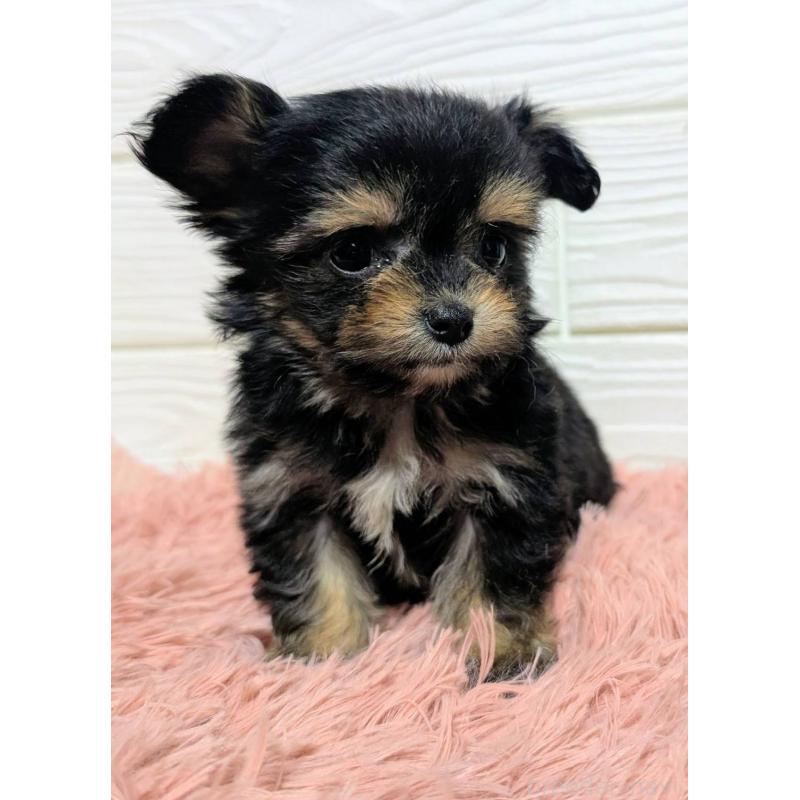 販売中の宮崎県のミックス犬-445093の5枚目