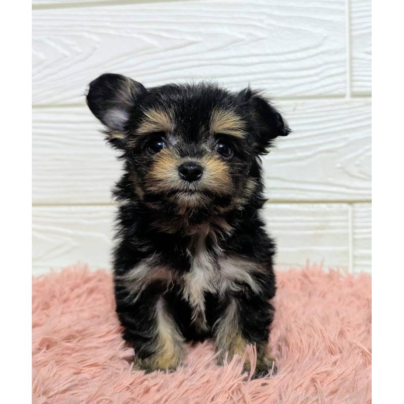 販売中の宮崎県のミックス犬-445093の4枚目