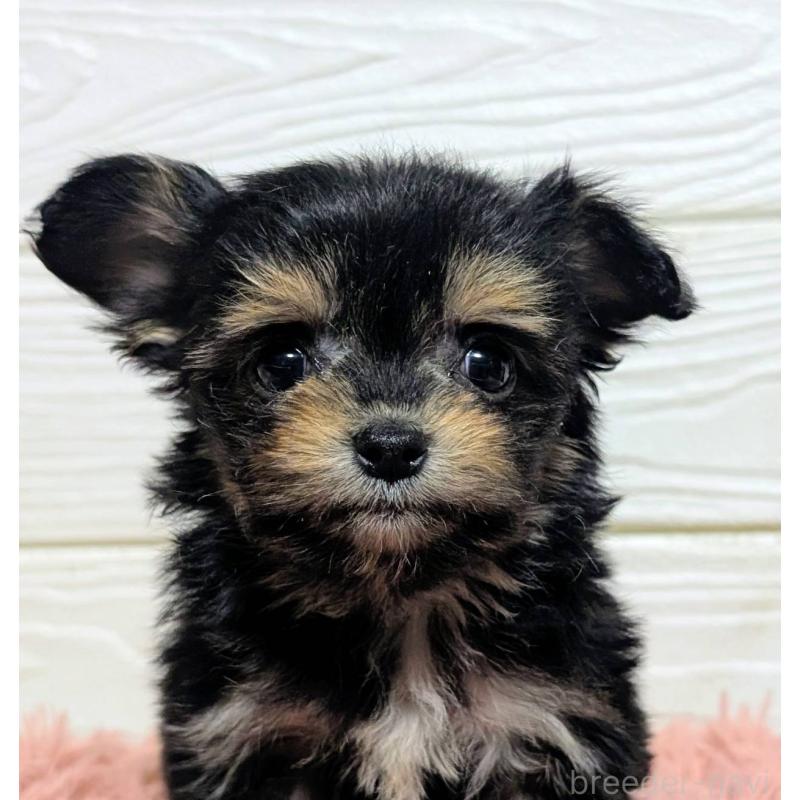 販売中の宮崎県のミックス犬-445093の1枚目