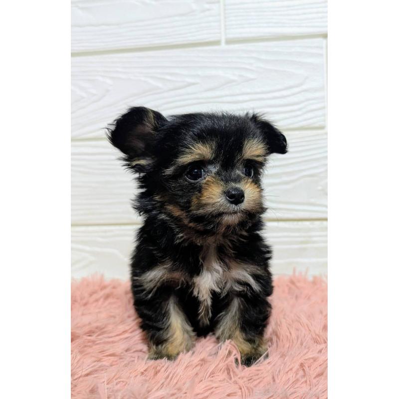 販売中の宮崎県のミックス犬-445093の3枚目