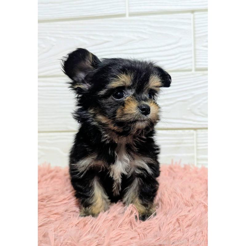 販売中の宮崎県のミックス犬-445093の2枚目