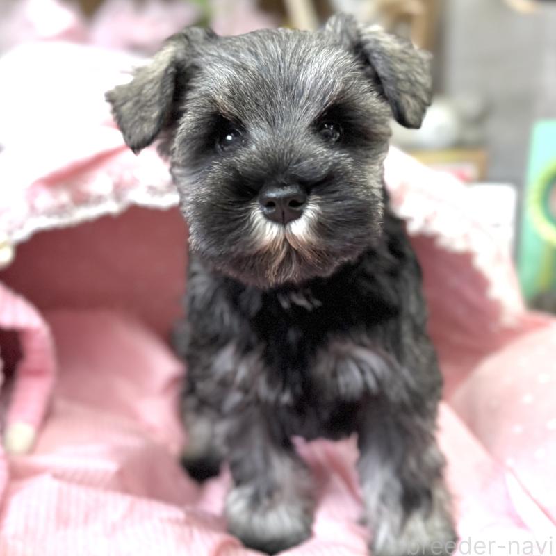販売中の大阪府のミニチュアシュナウザー-445094の9枚目