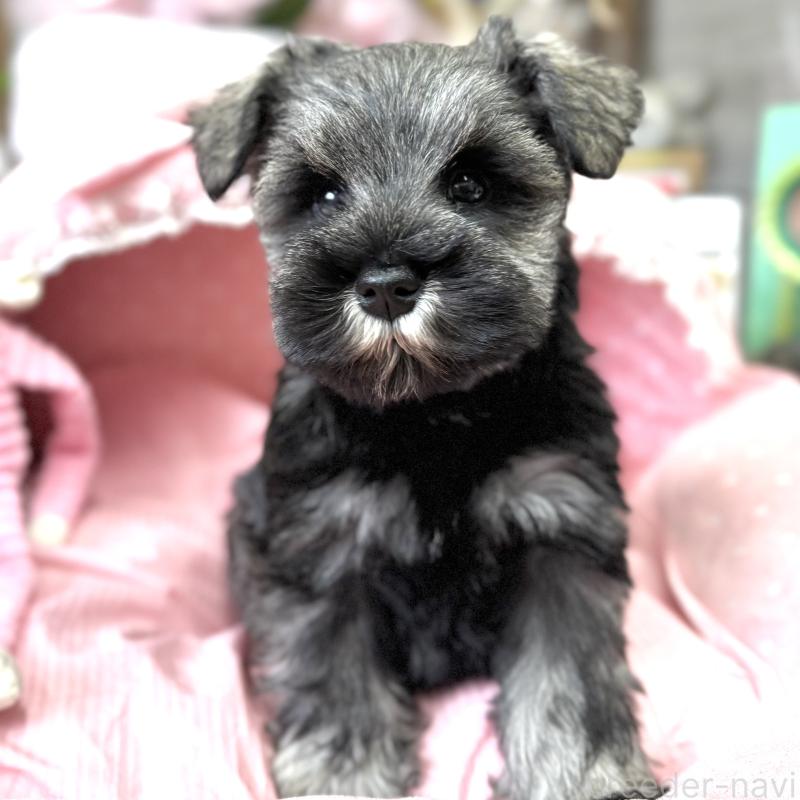 販売中の大阪府のミニチュアシュナウザー-445094の8枚目