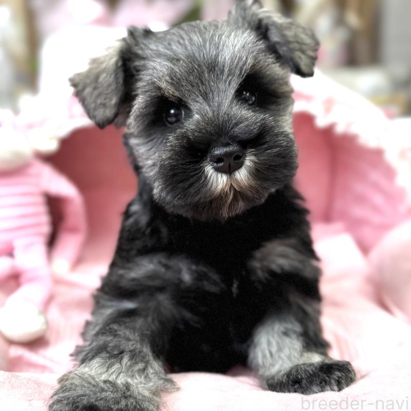 販売中の大阪府のミニチュアシュナウザー-445094の7枚目