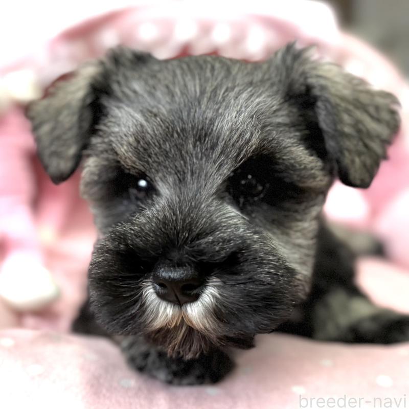 販売中の大阪府のミニチュアシュナウザー-445094の5枚目