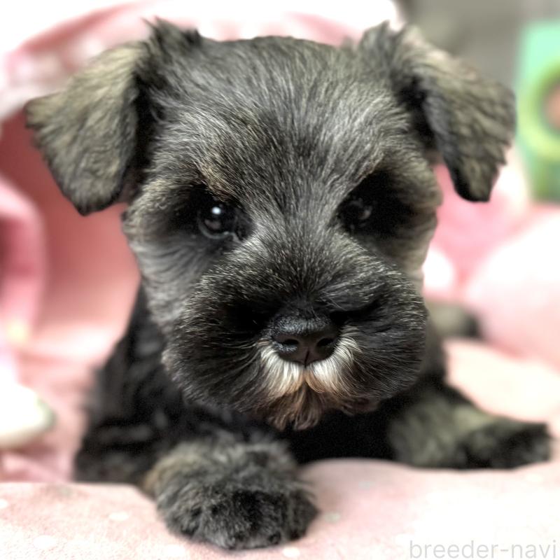 販売中の大阪府のミニチュアシュナウザー-445094の4枚目