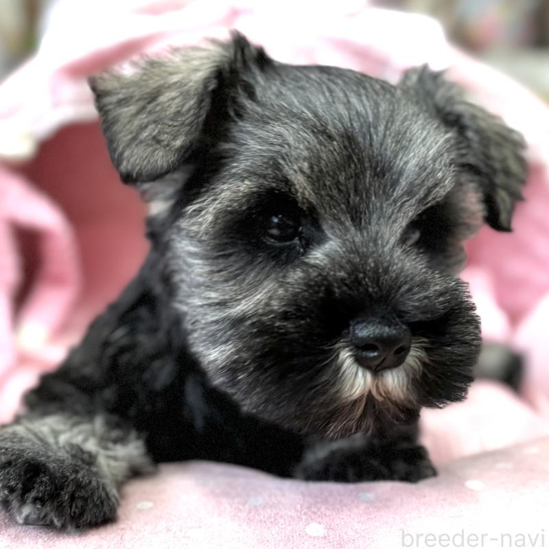 販売中の大阪府のミニチュアシュナウザー-445094の3枚目