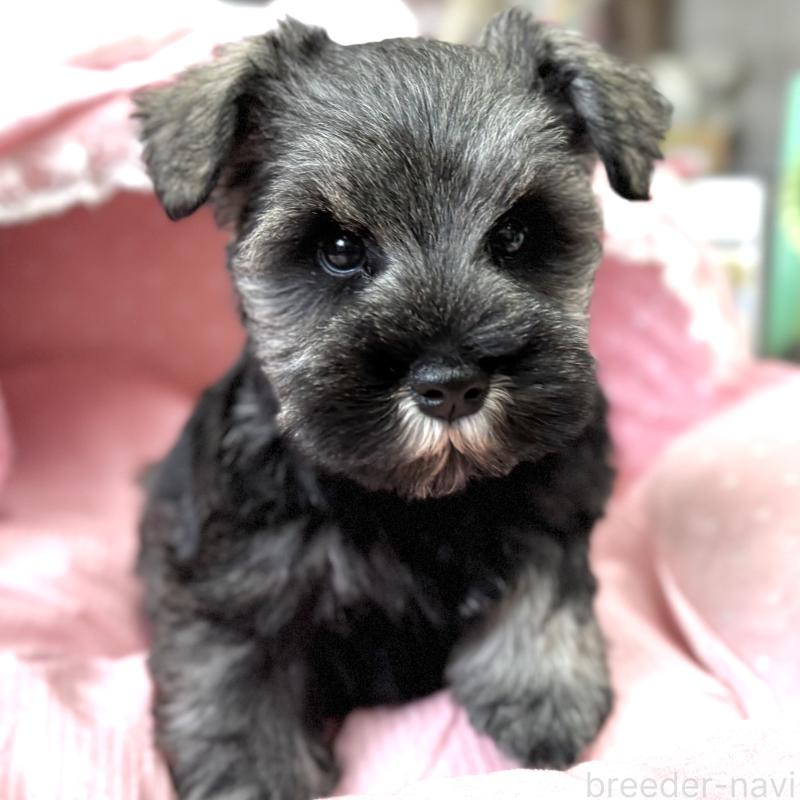 販売中の大阪府のミニチュアシュナウザー-445094の2枚目