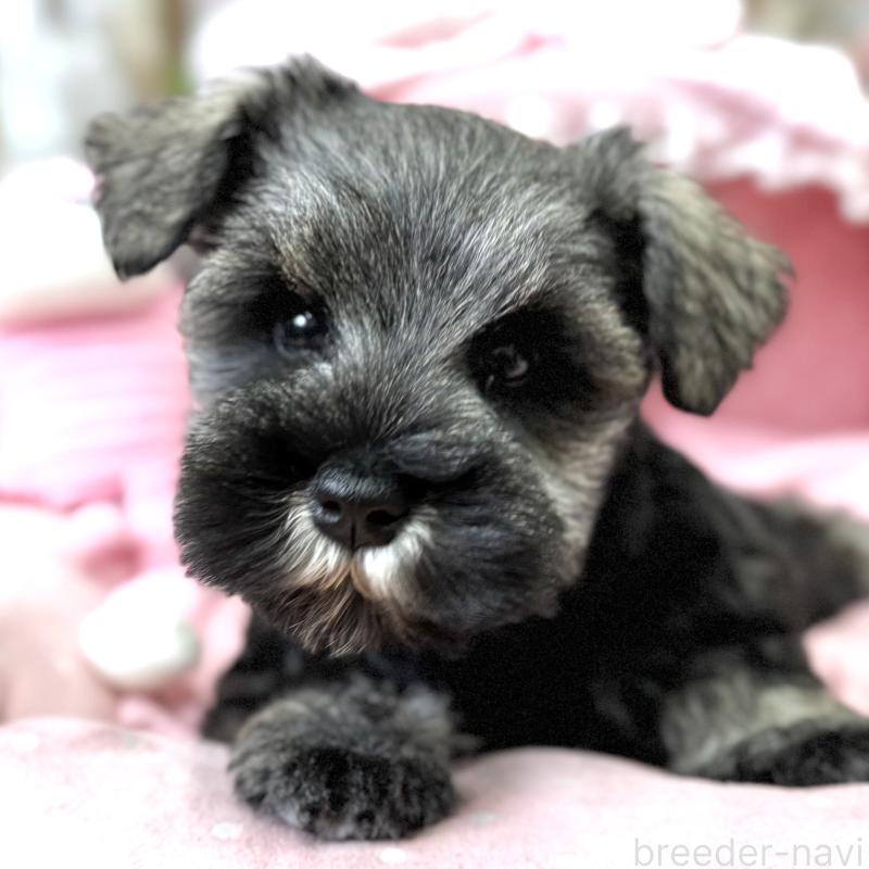 販売中の大阪府のミニチュアシュナウザー-445094