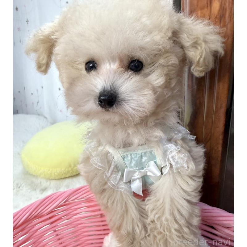 販売中の大阪府のティーカッププードル-445096の6枚目