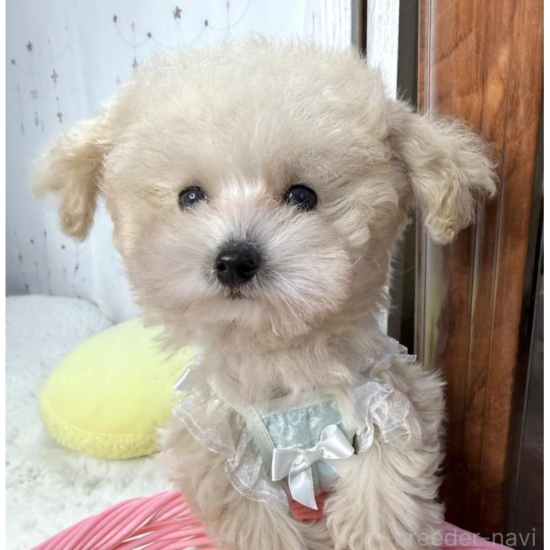 販売中の大阪府のティーカッププードル-445096の5枚目