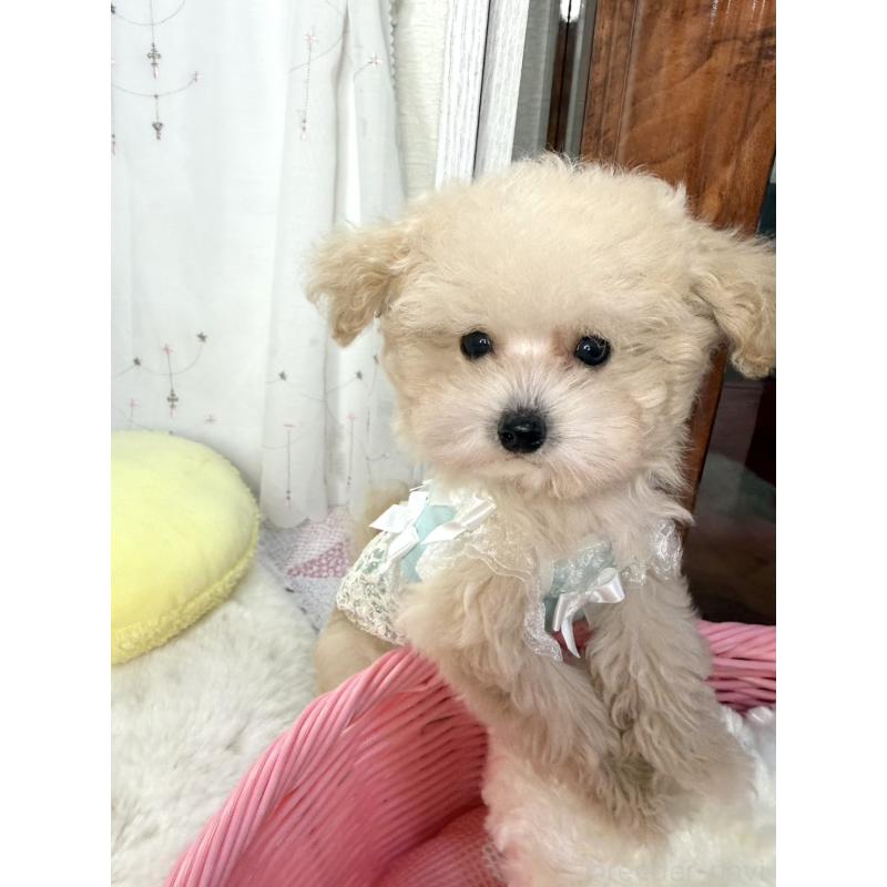 販売中の大阪府のティーカッププードル-445096の4枚目