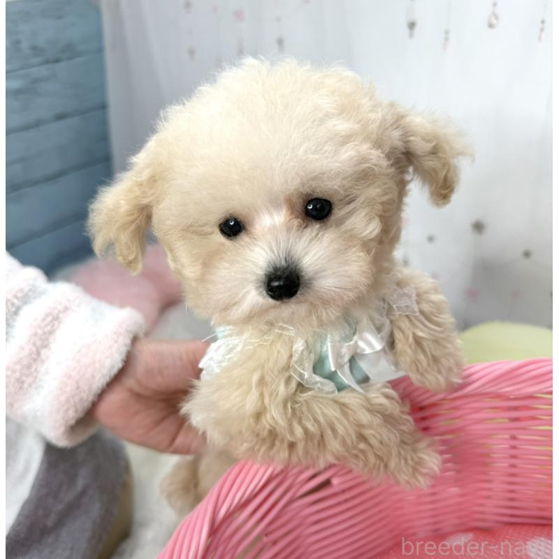 販売中の大阪府のティーカッププードル-445096の3枚目