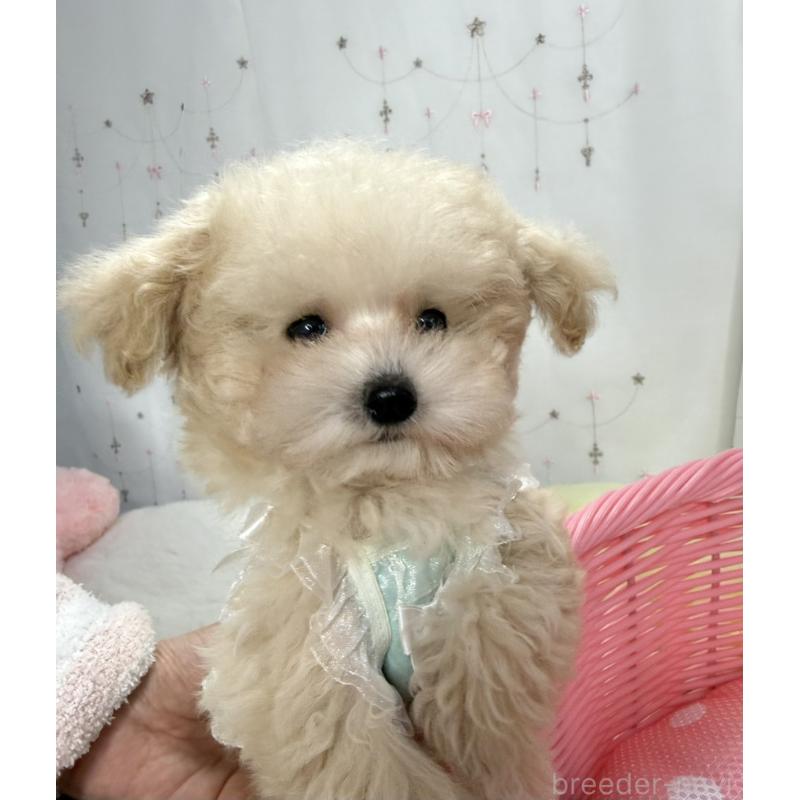 販売中の大阪府のティーカッププードル-445096の2枚目