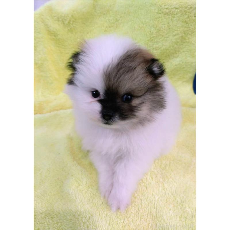 販売中の福岡県のポメラニアン-445099の4枚目