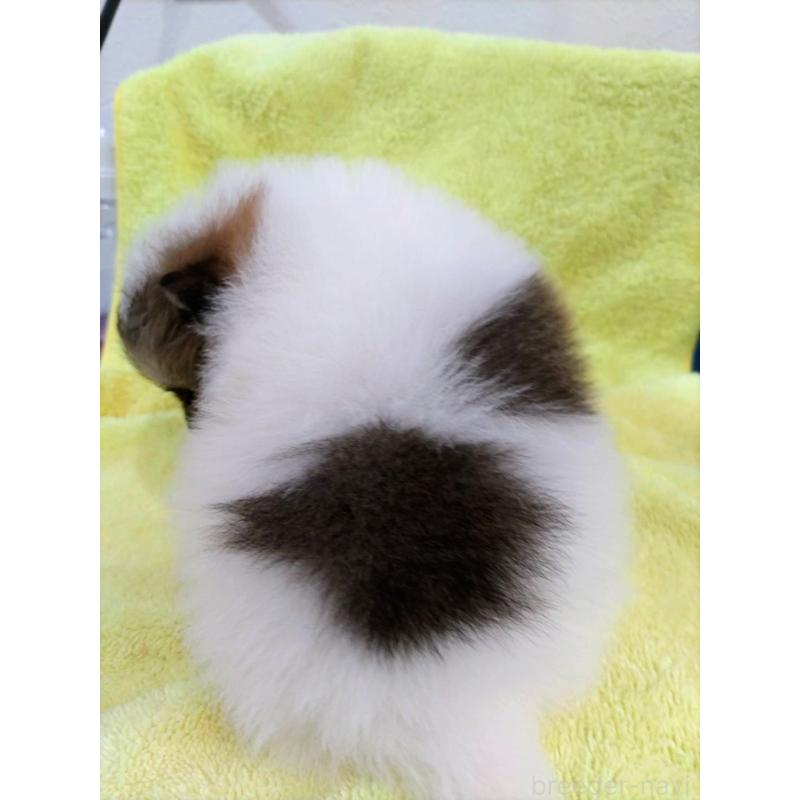 販売中の福岡県のポメラニアン-445099の2枚目