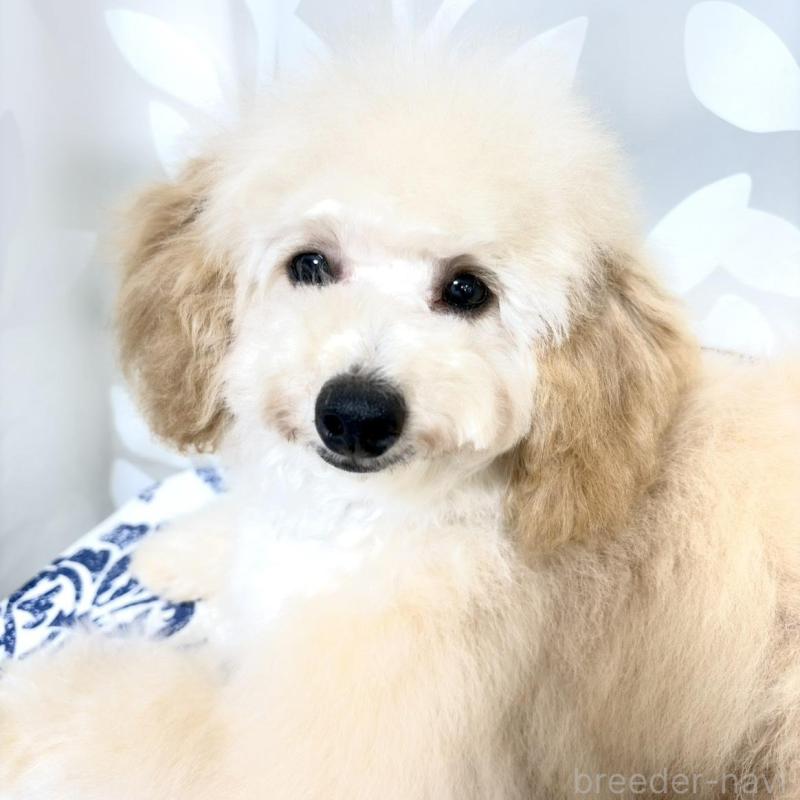 販売中の神奈川県のトイプードル-441751